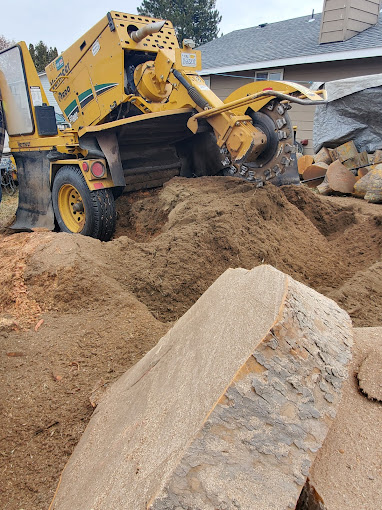 Stump Grinding vs. Stump Removal: Which Option is Right for Your ...